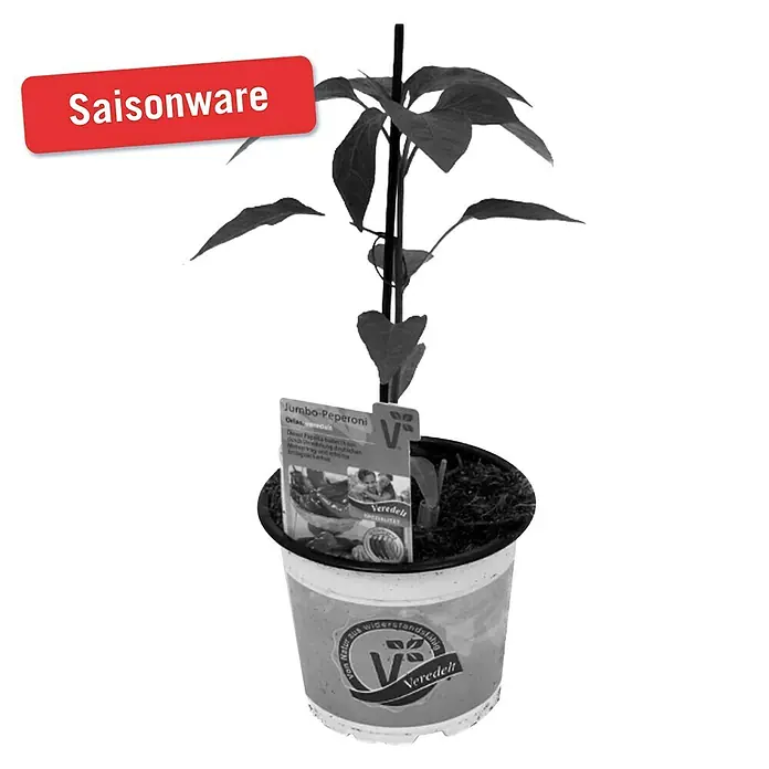 Piardino Peperoni Veredelt - Capsicum annuum Orias F1, 12 cm, Erntezeit: Juni - Oktober - Vorderansicht