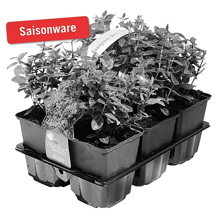 Piardino Weißbunte Kriechspindel - Euonymus fotunei 'Emerald Gaiety', Topfgröße: 11 cm - Vorderansicht