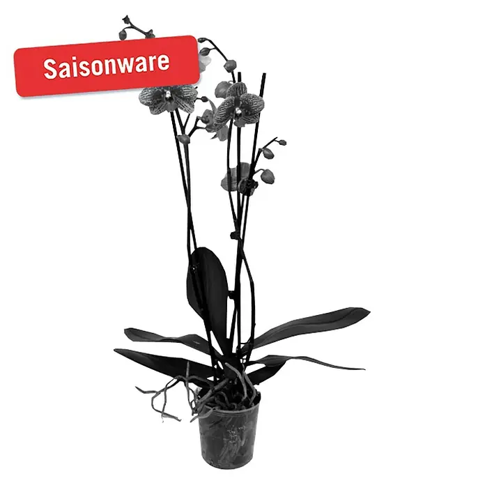 Piardino Schmetterlingsorchidee - Phalaenopsis Hybride Beesting, Topfgröße: 12 cm, Zweifarbig, Anzahl Triebe: 2 Stk., Aufrecht - Vorderansicht