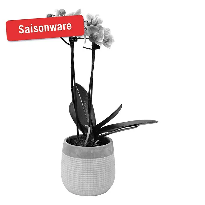 Piardino Schmetterlingsorchidee - Phalaenopsis Hybride, Topfgröße: 12 cm, Sortenabhängig, Anzahl Triebe: 2 Stk., Aufrecht - Vorderansicht