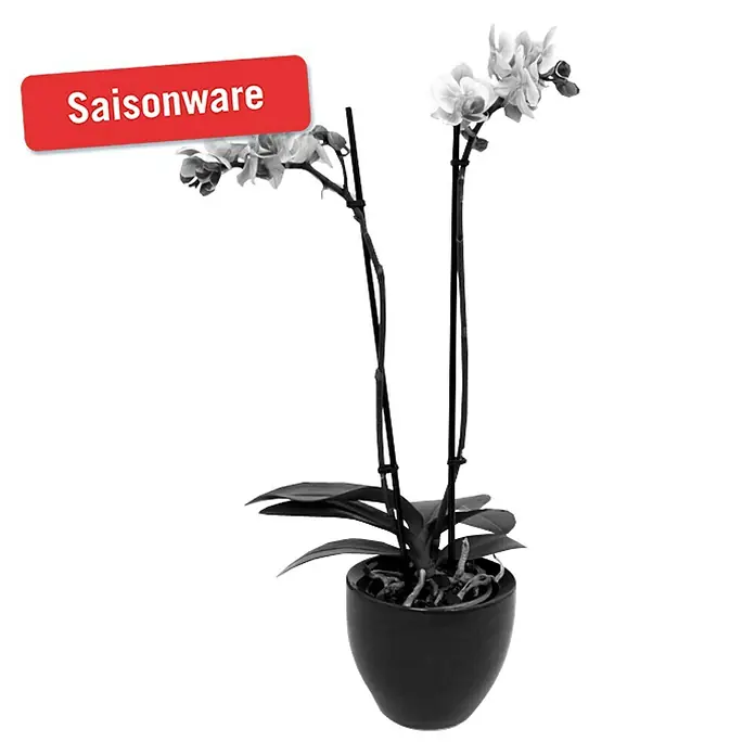 Piardino Schmetterlingsorchidee - Phalaenopsis Hybride, Topfgröße: 11 cm, Sortenabhängig, Anzahl Triebe: 2 Stk., Aufrecht - Vorderansicht