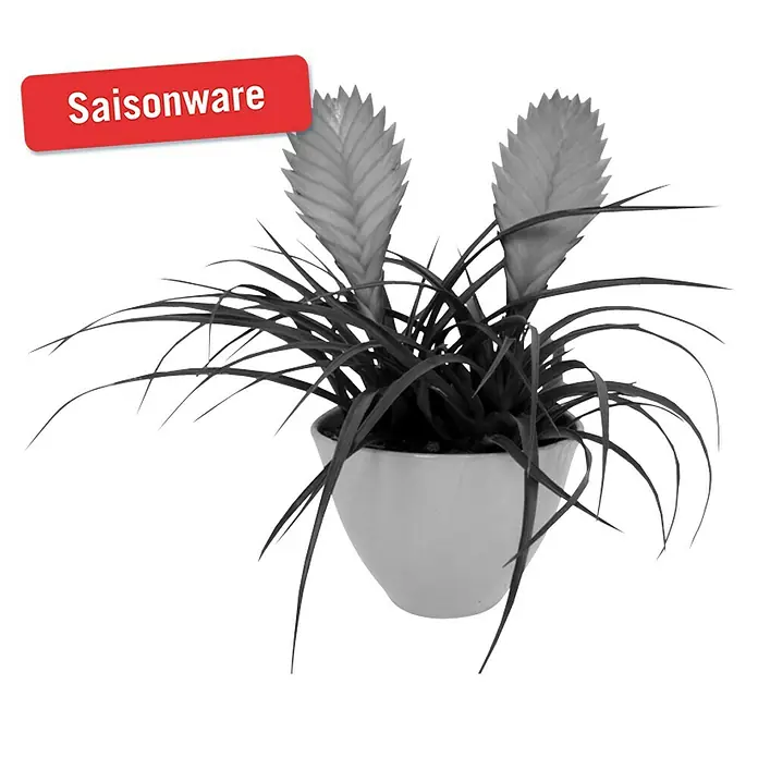 Piardino Tillandsie - Tillandsia cyanea, Topfgröße: 9 cm, Rosa - Vorderansicht