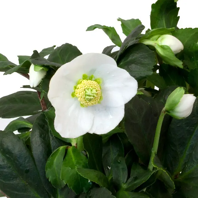 Piardino Christrose - Helleborus niger Helada, Topfgröße: 14 cm, Weiß - Detailaufnahme