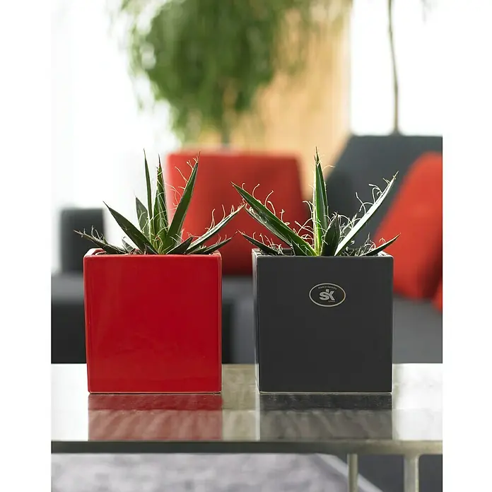 SK Übertopf eckig Latina - Außenmaß (L x B x H): 8 x 8 x 7 cm, Keramik, Anthrazit, Matt - Stimmungsaufnahme