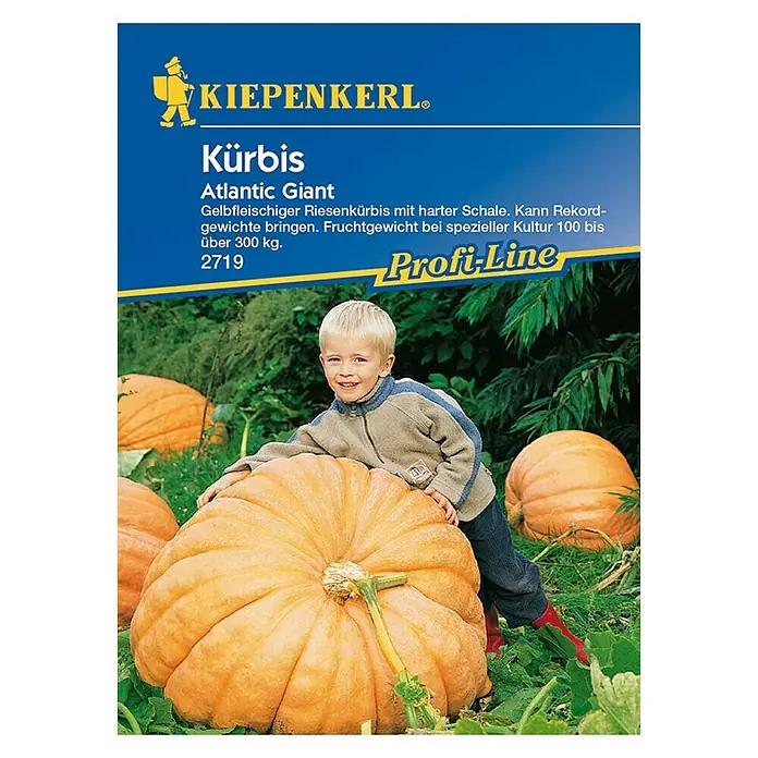 Kiepenkerl Profi-Line Gemüsesamen Kürbis Atlantic Giant - Cucurbita moscata, Erntezeit: August - Vorderansicht