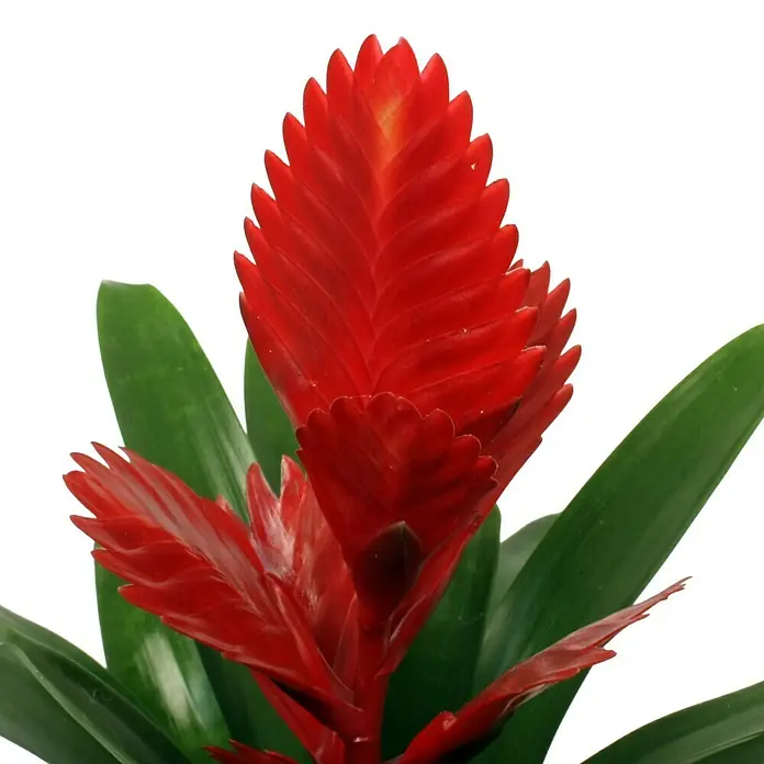 Piardino Flammendes Schwert - Vriesea splendens, Topfgröße: 12 cm, Rot - Detailaufnahme