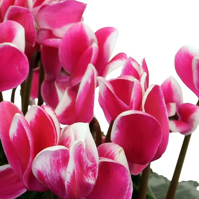 Piardino Ciclamen persicum - Cyclamen Persicum Fantasia, Tamaño de maceta: 11 cm, Rosa oscuro/Blanco - Primer plano