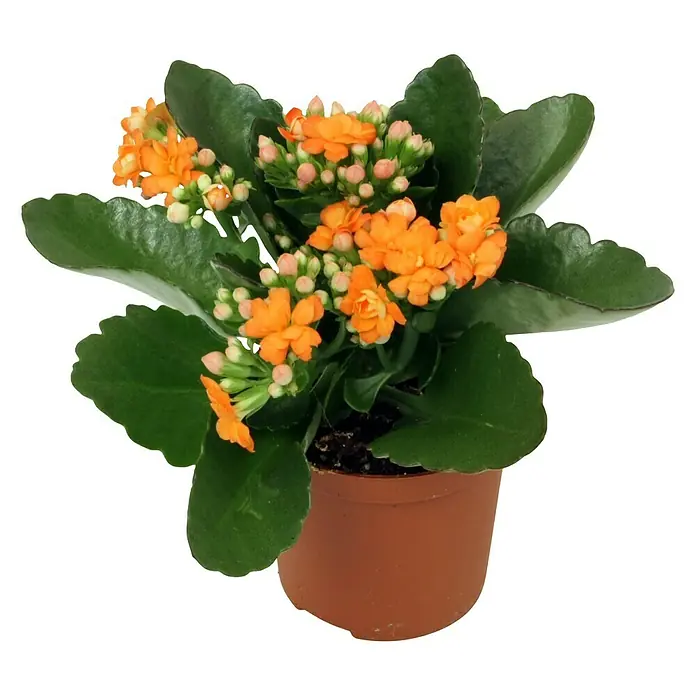 Piardino Flammendes Käthchen Mini - Kalanchoe blossfeldiana, Topfgröße: 7 cm, Orange - Vorderansicht