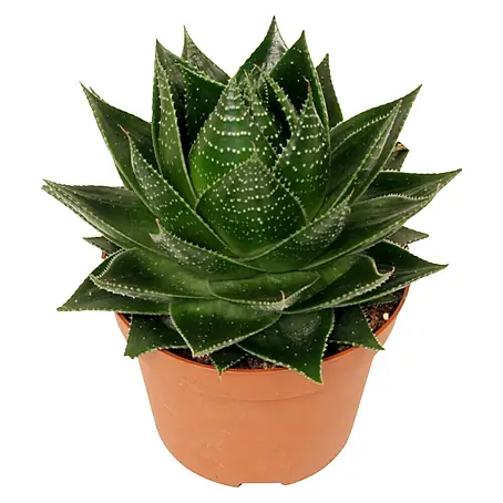 Piardino  Aloe vera