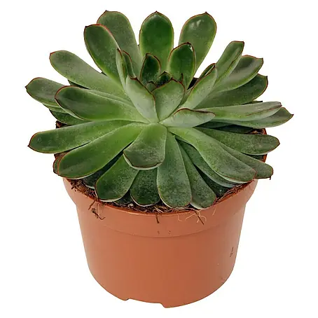 Piardino  Echeverie