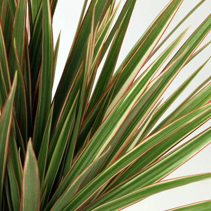 Piardino Drachenbaum - Dracaena marginata Bicolor, Topfgröße: 12 cm, Grün/Weiße Umrandung - Detailaufnahme