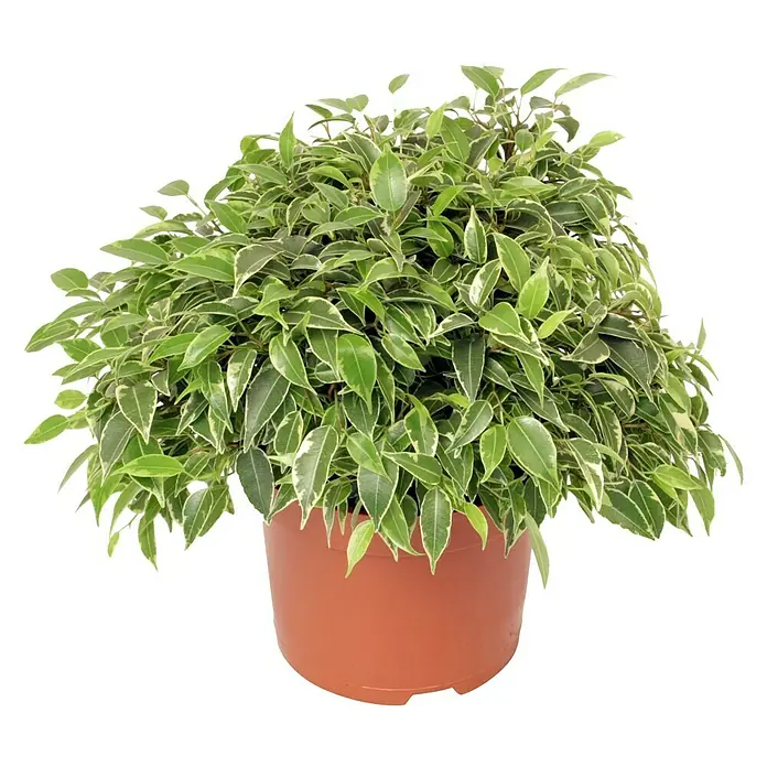Piardino Birken-Feige - Ficus benjamina Lovely, Topfgröße: 12 cm, Grün - Vorderansicht