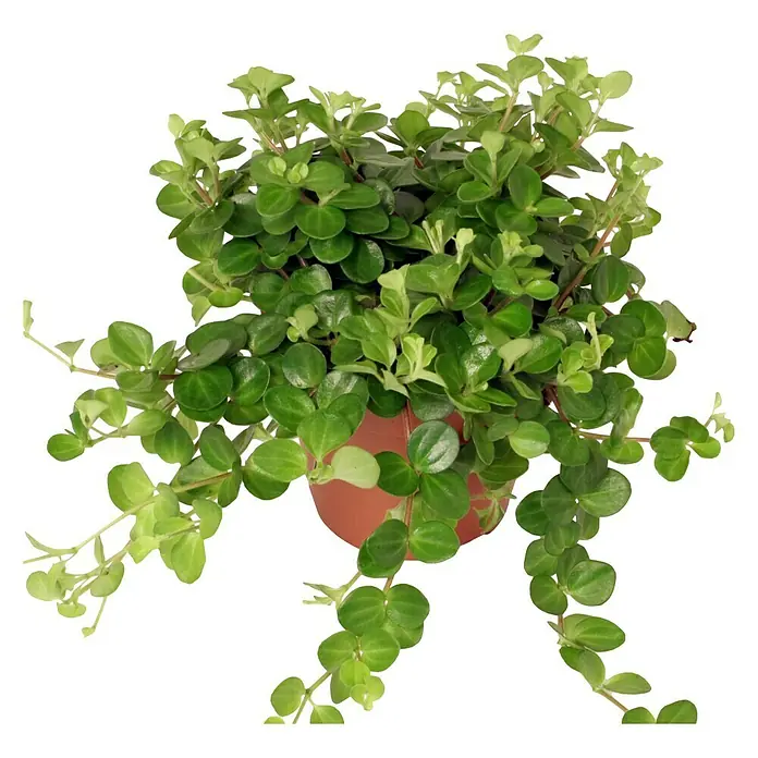 Piardino Zwergpfeffer - Peperomia rotundifolia, Topfgröße: 12 cm, Grün - Vorderansicht