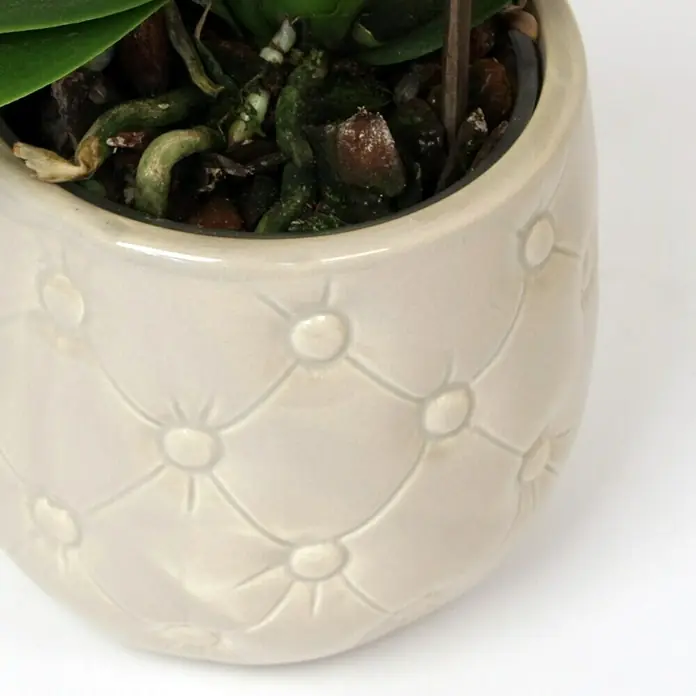Piardino Schmetterlingsorchidee - Phalaenopsis Hybride, Topfgröße: 12 cm, Sortenabhängig, Anzahl Triebe: 2 Stk., Aufrecht - Detailaufnahme