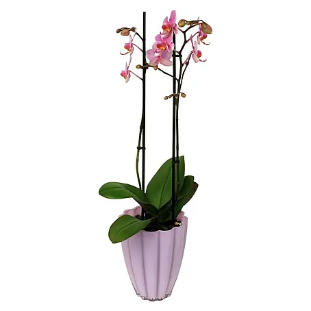 Piardino  Orquídea mariposa