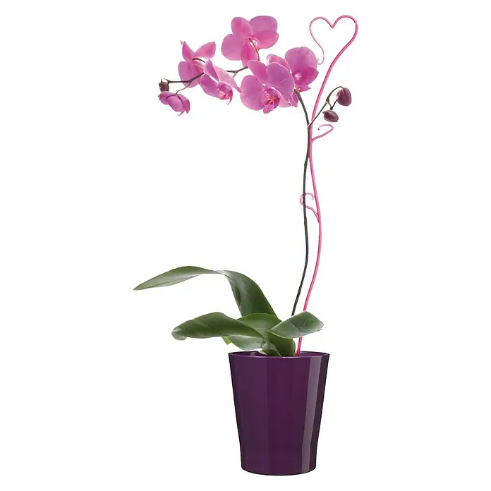 SK Orchideentopf Merina Candy - Außenmaß (Ø x H): 14 x 15 cm, Keramik, Aubergine, Glänzend