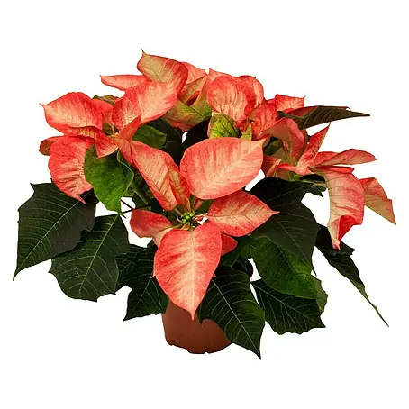 Piardino  Flor de Pascua
