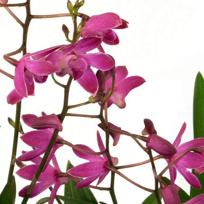 Piardino Orchidee - Dendrobium Berry Oda, Topfgröße: 12 cm, Dunkelrosa/Weiß, Anzahl Triebe: 5 Stk. - 6 Stk.