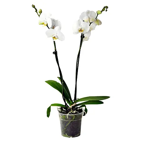 Piardino  Orquídea mariposa