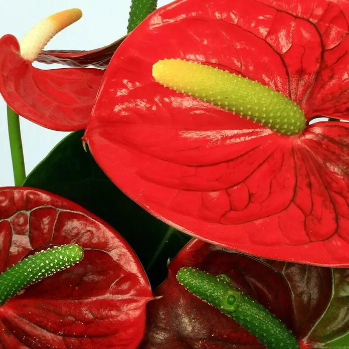 Piardino Flamingoblume - Anthurium x andreanum, Topfgröße: 17 cm, Blütenfarbe: Sortenabhängig - Detailaufnahme