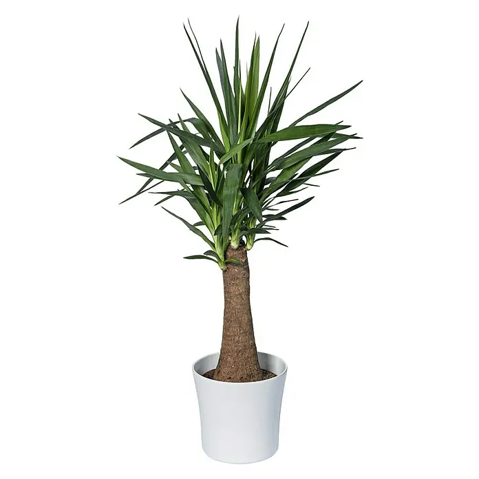 SK Okrugla tegla za biljke Tahiti - Maks. vanjski promjer: 28 cm, Bijele boje
