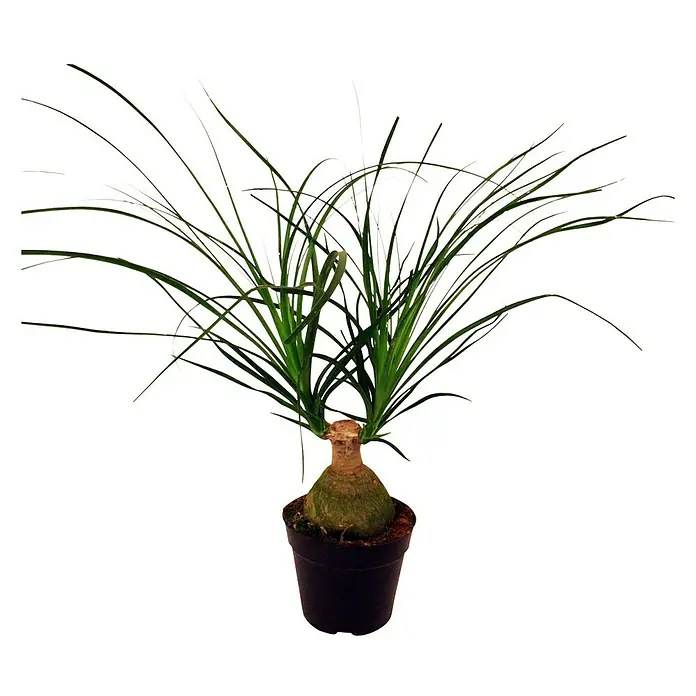 Piardino Elefantenfuß Knolle - Beaucarnea recurvata, Topfgröße: 12 cm - Vorderansicht