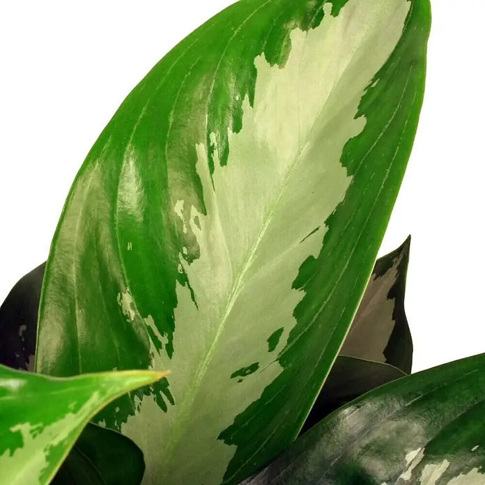Piardino Kolbenfaden - Aglaonema commutatum, Topfgröße: 17 cm, Gelb/Grün - Detailaufnahme