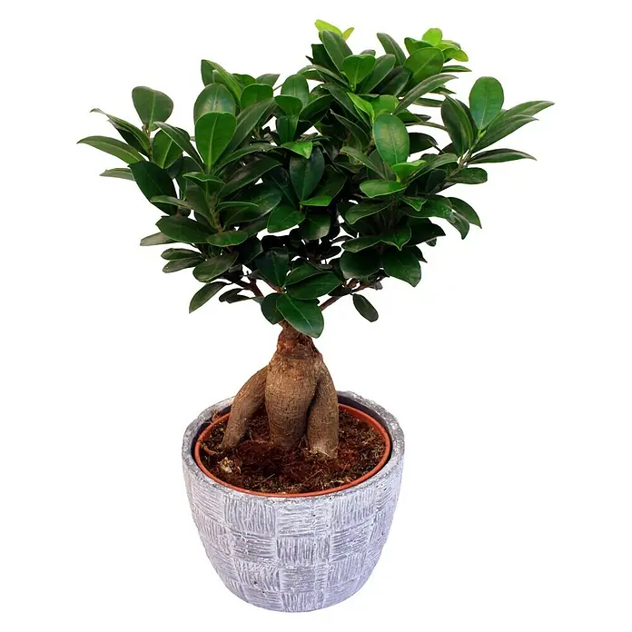 Piardino Chinesische Feige - Ficus microcarpa Ginseng, Topfgröße: 15 cm - Vorderansicht
