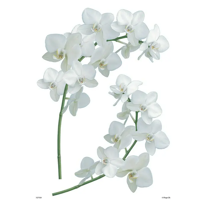 Vinilo de pared - Orquídea, 21 x 29,7 cm - Vista descendente