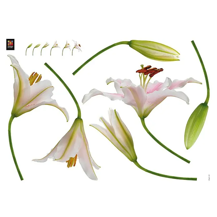 Wandtattoo - Lilien, 48 x 68 cm - Ansicht von oben