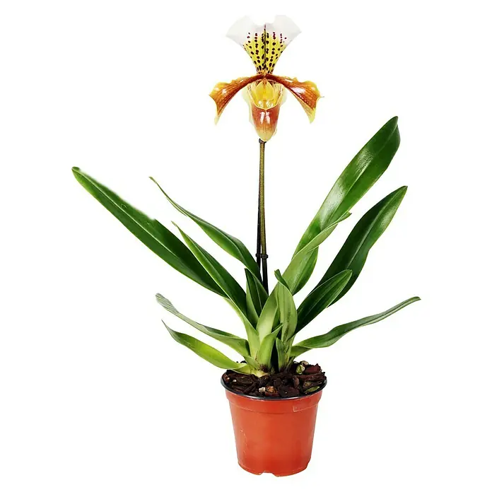Piardino Zapatito de Venus - Paphiopedilum, Tamaño de maceta: 12 cm, Multicolor - Vista frontal