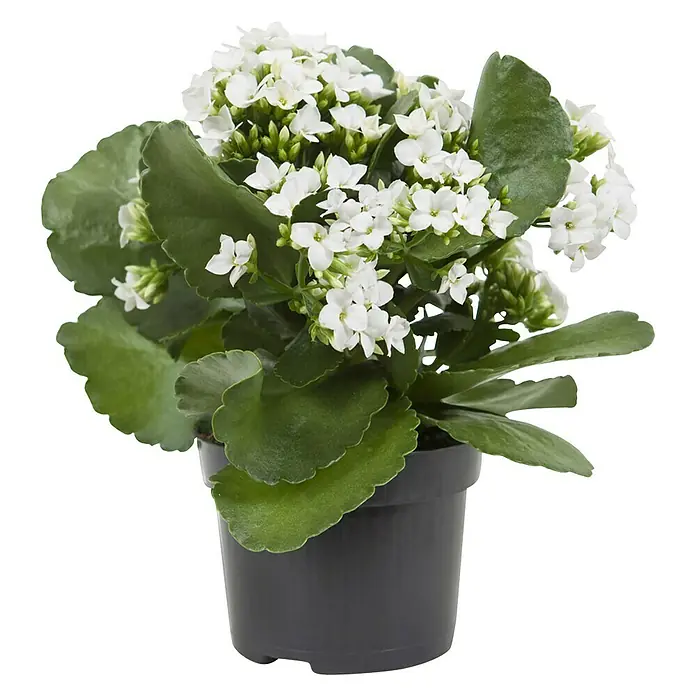 Piardino Flammendes Käthchen - Kalanchoe blossfeldiana, Topfgröße: 10,5 cm, Weiß - Vorderansicht