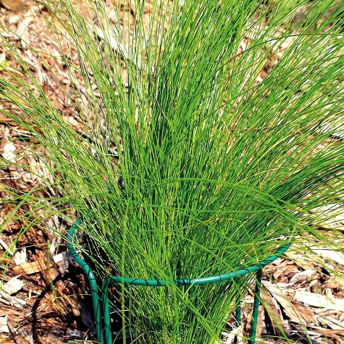 Bellissa Pflanzenstütze - 2 Stk., Geeignet für: Blumentöpfe Ø 12 bis 20 cm, L x B: 20 x 10 cm - Stimmungsaufnahme