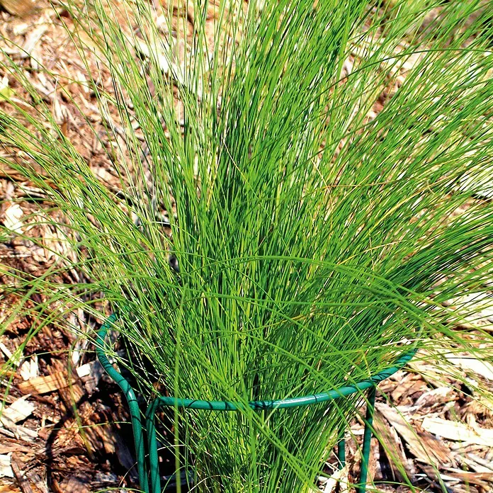 Bellissa Pflanzenstütze - 2 Stk., Geeignet für: Blumentöpfe Ø 12 bis 20 cm, L x B: 25 x 10 cm - Stimmungsaufnahme