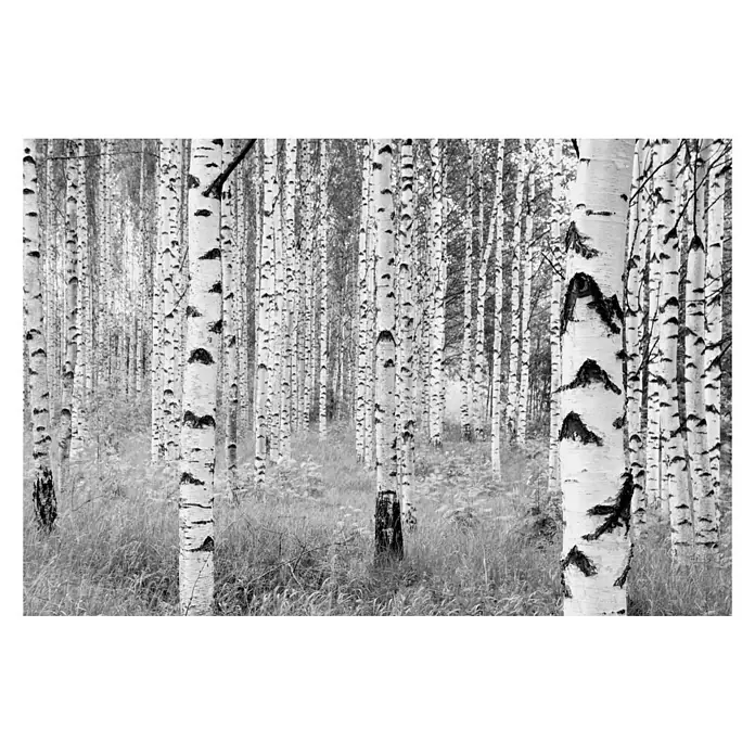 Komar Into Illusions Foto tapeta Woods - 4 -dij., Š x V: 368 x 248 cm, Flis - Pogled sprijeda