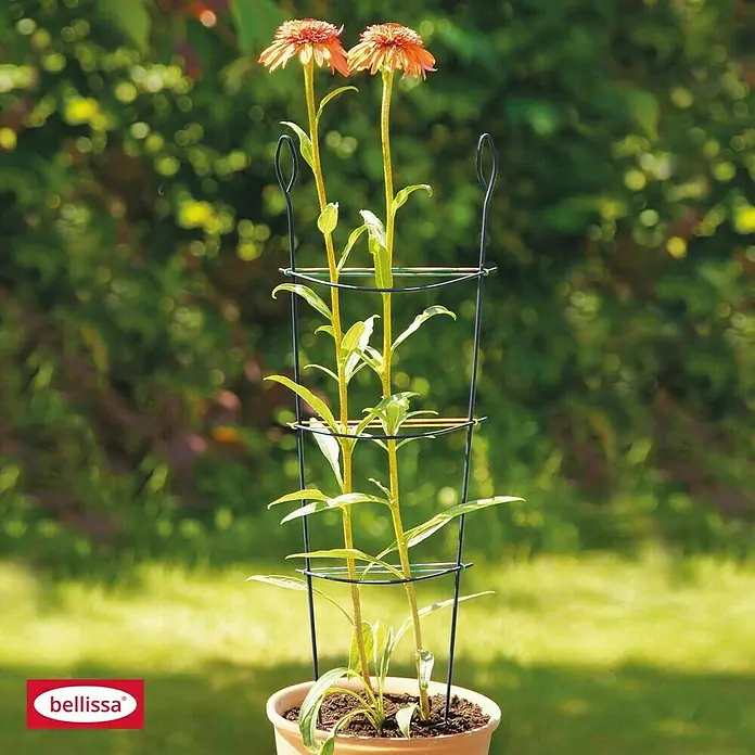 Bellissa Kleinspalier - 58 cm, Beschichtet - Vorderansicht