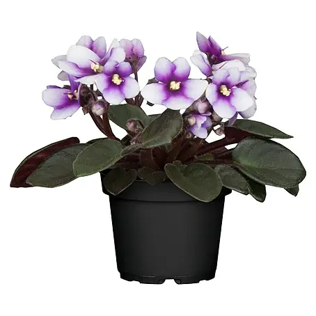 Piardino  Violeta africana
