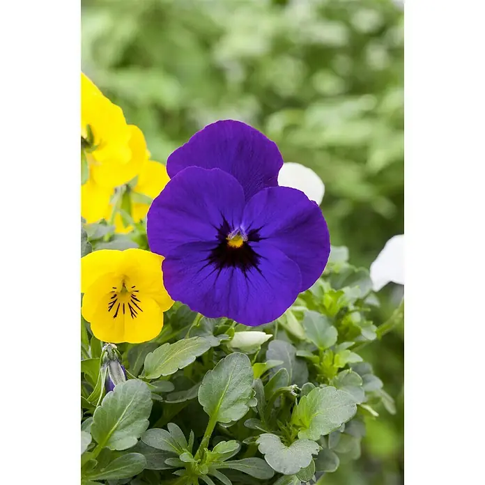 Piardino Hornveilchen - Viola cornuta, Sortenabhängig - Detailaufnahme