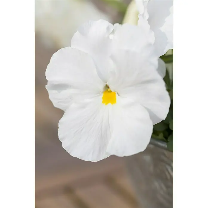 Piardino Garten-Stiefmütterchen - Viola F1, Topfgröße: 9 cm, Sortenabhängig - Detailaufnahme