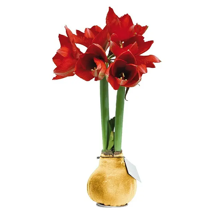 Piardino Amaryllis Waxz® - Hippeastrum hybride, Blütenfarbe: Sortenabhängig