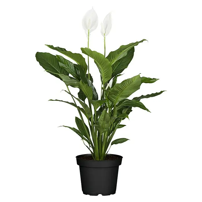 Piardino Blattfahne - Spathiphyllum floribundum, Topfgröße: 24 cm - Vorderansicht