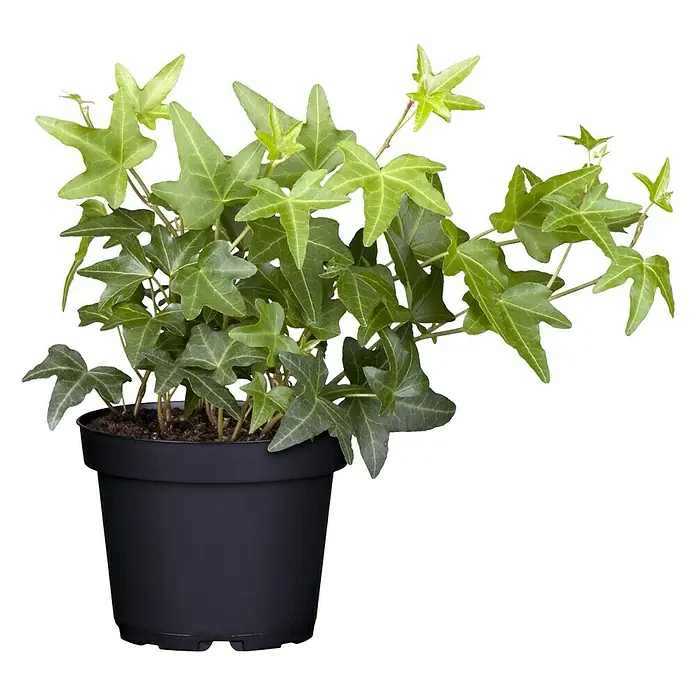 Piardino Efeu - Hedera helix, Grün/Gelb - Vorderansicht