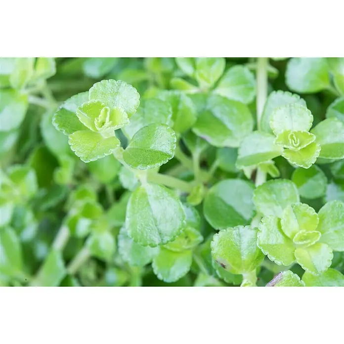Piardino Kanonierblume - Pilea depressa, Topfgröße: 12 cm, Blattfarbe: Grün - Detailaufnahme