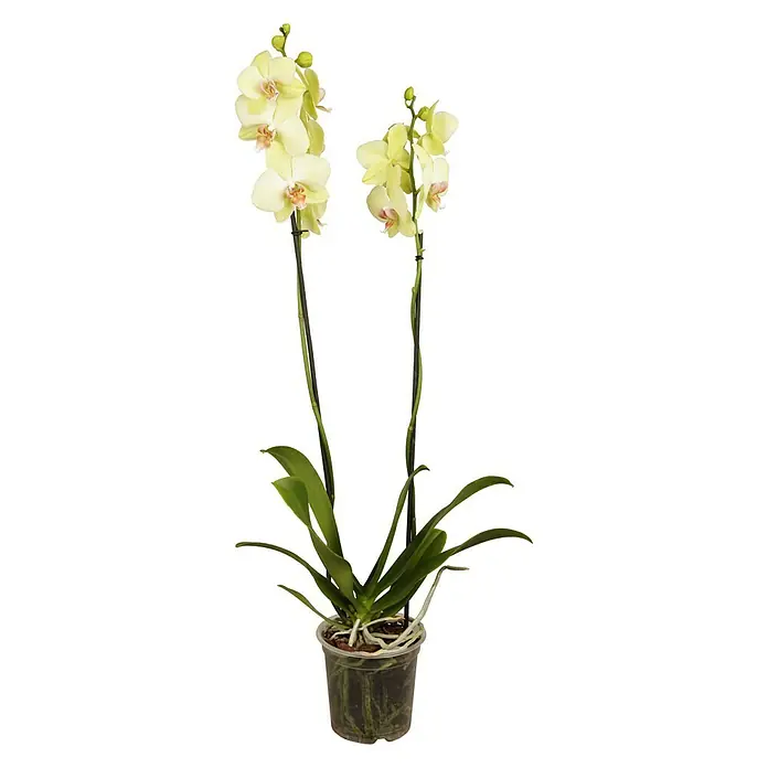 Piardino Schmetterlingsorchidee - Phalaenopsis x Hybrid Mandarin, Topfgröße: 12 cm, Blütenfarbe: Apricot, Anzahl Triebe: 2 Stk., Wuchsform: Aufrecht - Vorderansicht