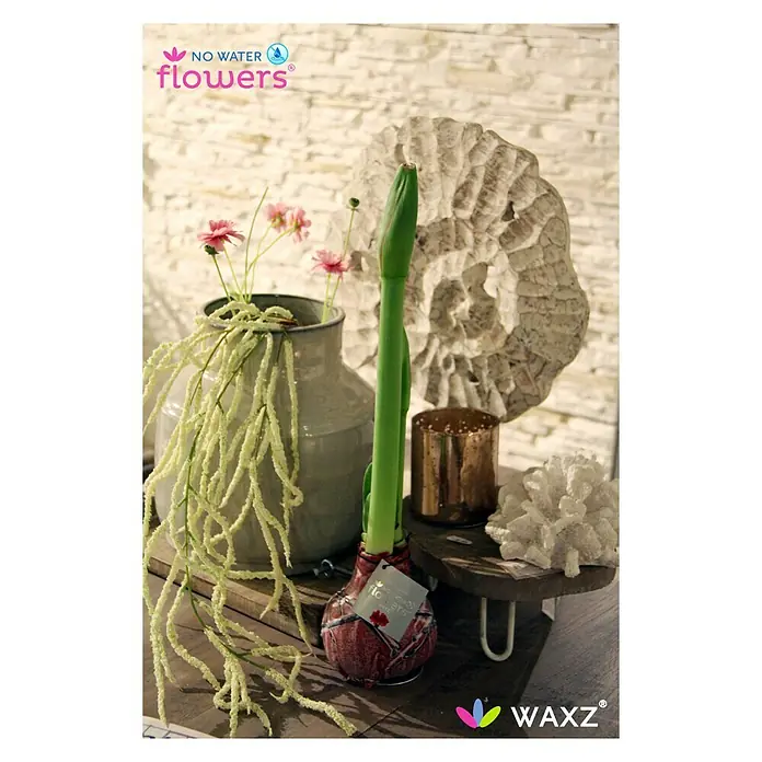 Piardino Amaryllis Waxz® Rembrandt - Hippeastrum x Hybrid, Blütenfarbe: Rot, Gold/Braun/Weiß - Stimmungsaufnahme