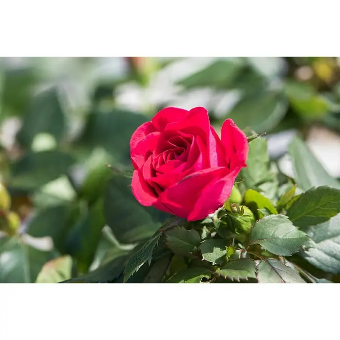 Piardino Topfrose Patio Hit - Rosa Hybride, Topfgröße: 13 cm, Blütenfarbe: Rot - Detailaufnahme