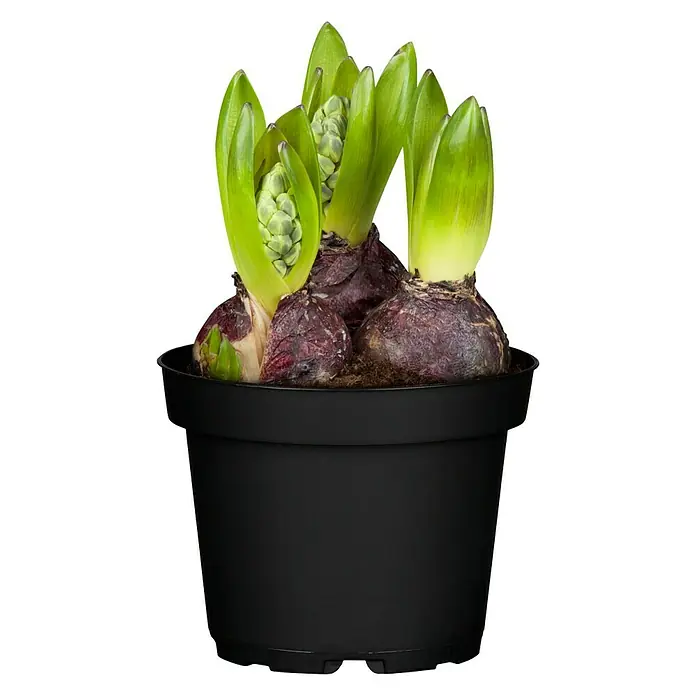Piardino Frühlingsblumenzwiebeln - Hyacinthus orientalis 'Blue Pearl' - Vorderansicht