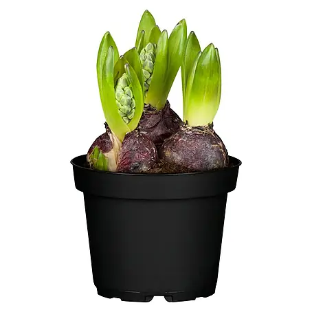 Piardino  Bulbos de primavera