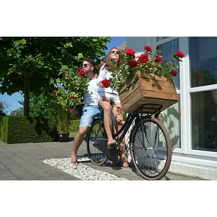 Piardino Edelrose Duftfestival - Rosa Hybride, Blütenfarbe: Rot - Stimmungsaufnahme
