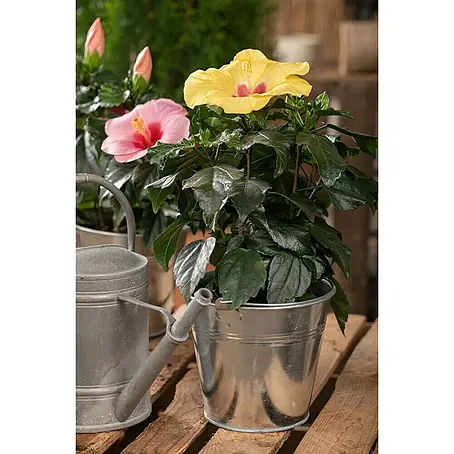 Grünpflanzen Gartenhibiskus